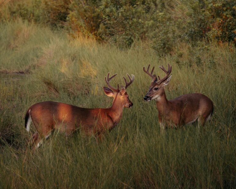 Two white-tailed deer bucks with antlers graze peacefully in a grassy meadow at sunrise.